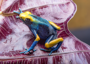 Large Juvenile Dendrobates Tinctorius Peacock Dart Frog