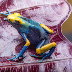 Large Juvenile Dendrobates Tinctorius Peacock Dart Frog