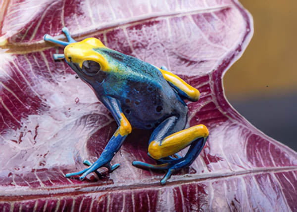 Large Juvenile Dendrobates Tinctorius Peacock Dart Frog