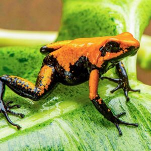 Orange "Black Foot" Phyllobates terribilis, Juveniles