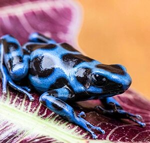 Blue auratus panama for saurian