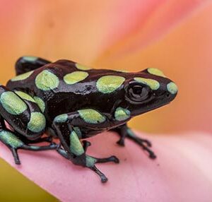 CAPURGANA D. AURATUS LARGE JUVENILE