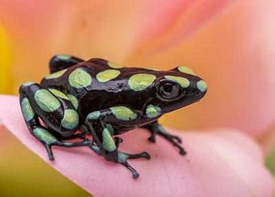 Juvenile Dart Frogs