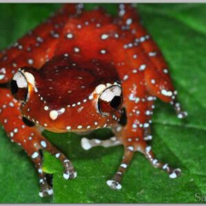 CINNAMON TREE FROG, JUVENILES