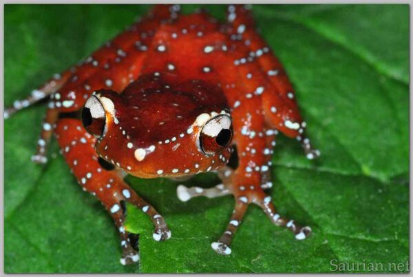 CINNAMON TREE FROG, JUVENILES