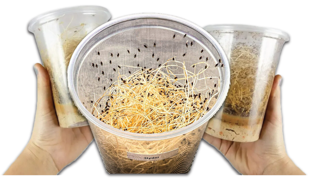 Melanogaster Fruit Fly and Hydei Fruit Fly Cultures