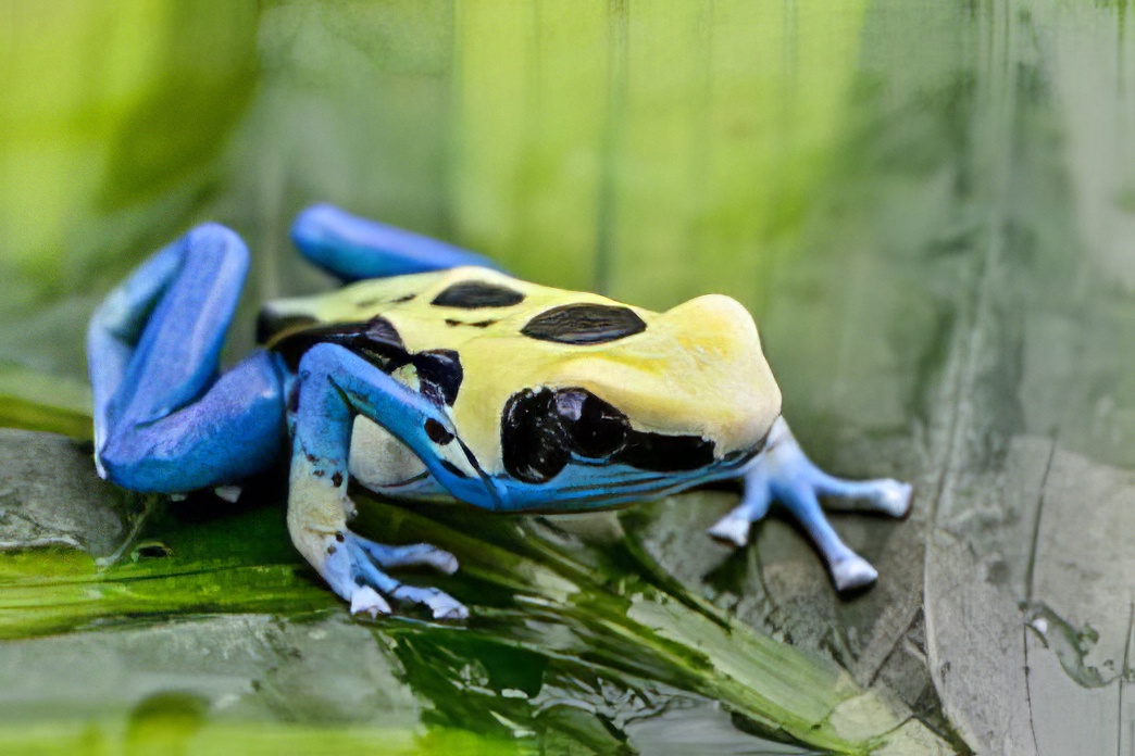 A juvenile Dendrobates Tinctorius