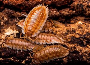 Oniscus asellus Isopod "B.C. Maple"