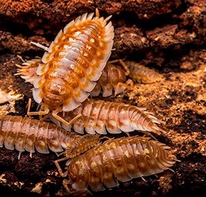 Oniscus asellus Isopod "B.C. Maple"