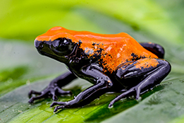 LARGE JUVENILE ORANGE GALAC DART FROG