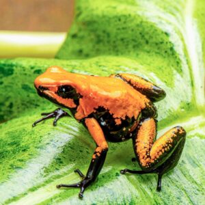 Orange "Black Foot" Phyllobates terribilis, Juveniles