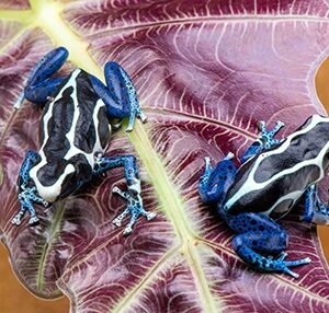 "OYAPOK" DENDROBATES TINCTORIUS SEXED PAIR 01