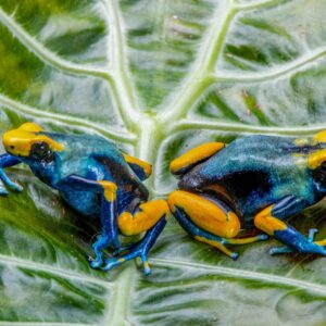 sexed pair of dart frogs dendrobates tinctorius peacocks for sale
