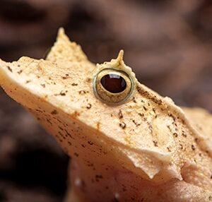 SOLOMON ISLES LEAF FROG