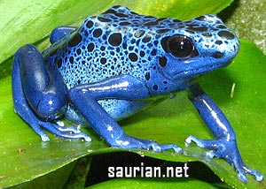 D. TINCTORIUS "AZUREUS", LARGE JUVENILES