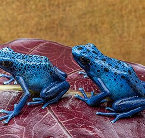 "AZUREUS" DENDROBATES TINCTORIUS SEXED PAIR 2