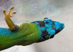 blue gold dust day gecko_head close up_SKU6433