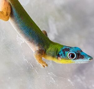 blue gold dust day gekco phelsuma laticauda_SKU6433