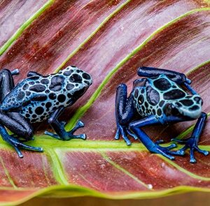 BLUE SIPALIWINI D. TINCTORIUS, SEXED PAIR