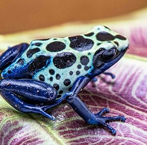 BLUE SIPALIWINI D. TINCTORIUS, LARGE JUVENILES 02