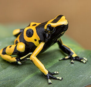 BUMBLE BEE DART FROG, D. LEUCOMELAS, LARGE JUVENILE