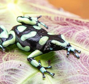 CAPURGANA D. AURATUS SEXED PAIR