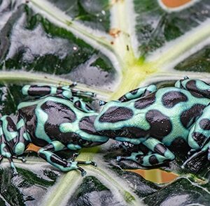 COSTA RICAN D. AURATUS PAIR