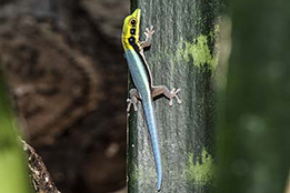 day geckos and other geckos category image