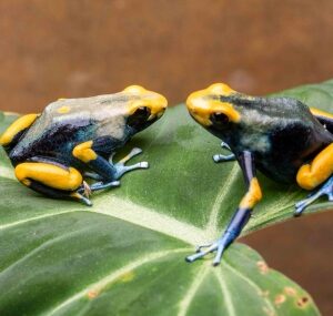 Dendrobates Tinctorius Sexed Pair Dart Frogs