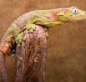 mainland chahoua gekco, male red side shot