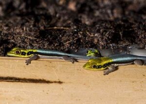 neon day gecko phelsuma klemmeri juveniles_SKU 643