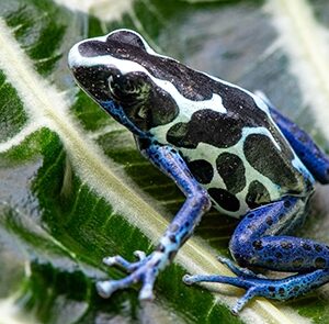 Oyapok D. Tinctorius dart frogs