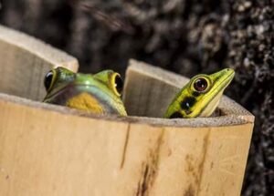 phelsuma klemmeri day geckos_SKU 643