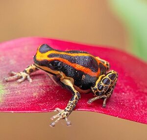 RANITOMEYA UAKARII "GOLD LEG" Dart Frog