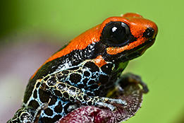 Thumbnail Dart Frogs category hero image