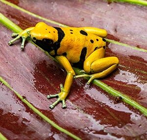 Rio Negro Dendrobates Leucomelas Dart Frog Trio