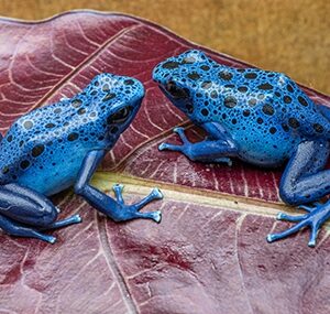 DENDROBATES TINCTORIUS "AZUREUS" SEXED PAIR