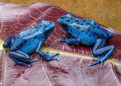 Dart Frog Care Sheets