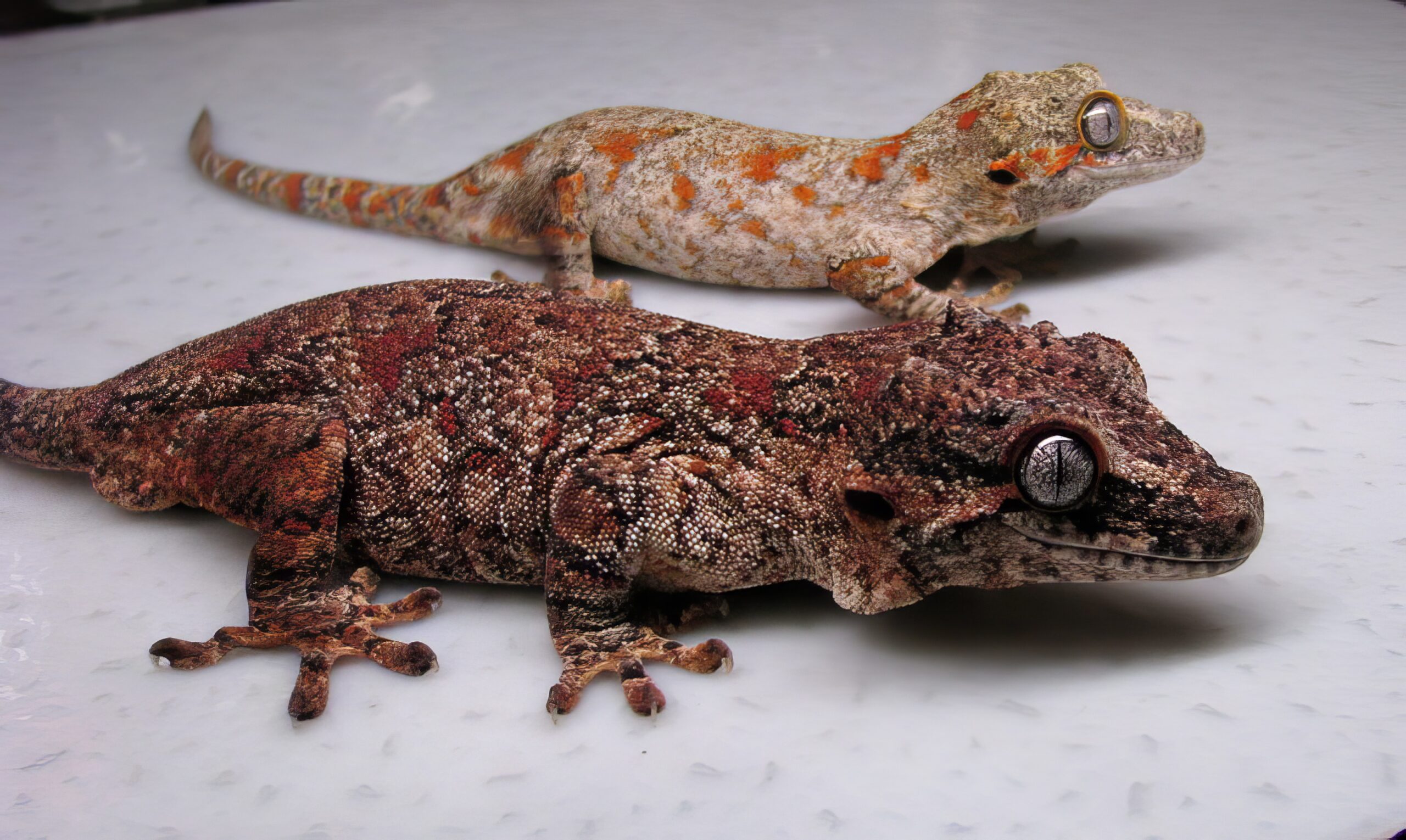 Gargoyle Juveniles