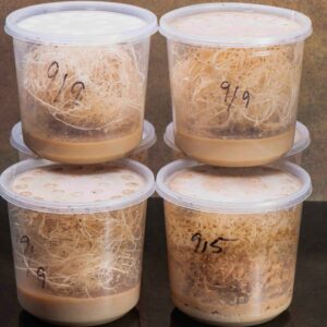 Fruit Fly Culture Value Packs