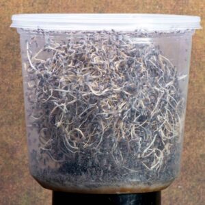 Hydei Fruit Fly Cup o' Flies