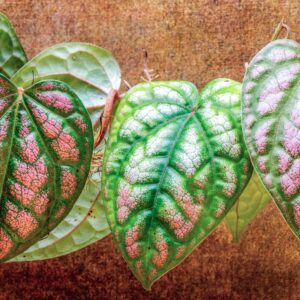 Piper aff. argyrites "Pink"