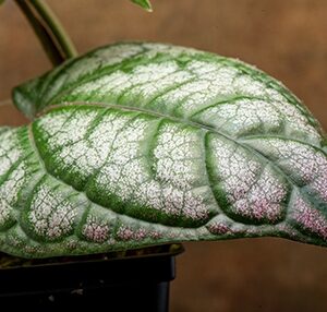 Piper species colorful vine for terrariums