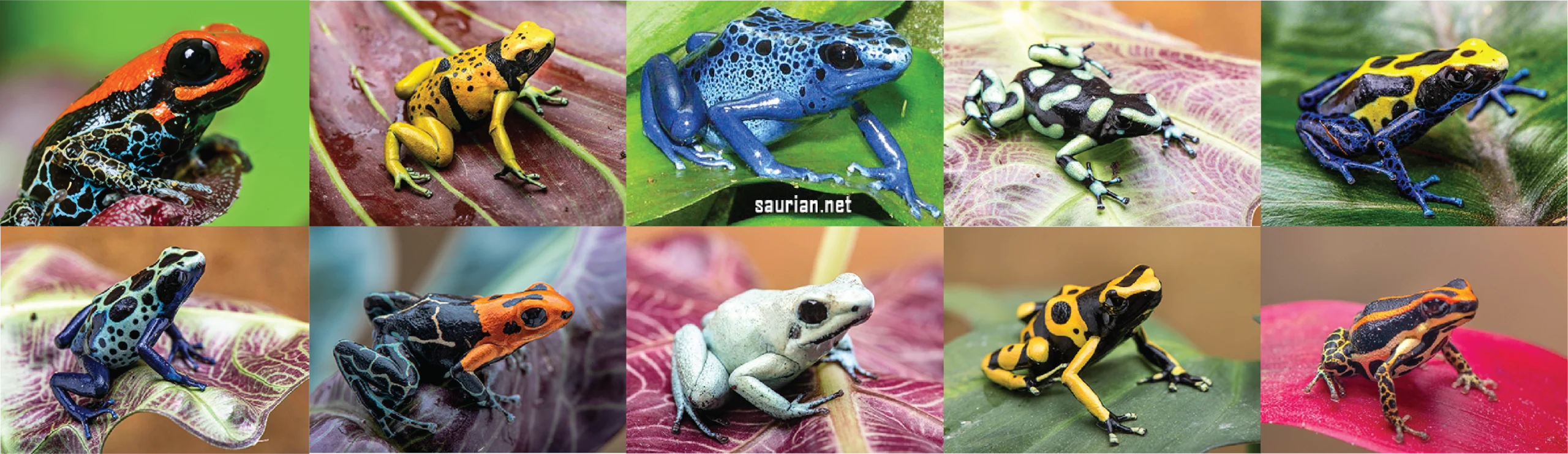 Saurian Dart Frogs and Geckos FAQ Hero Image with a collection of various thumbnail dart frogs