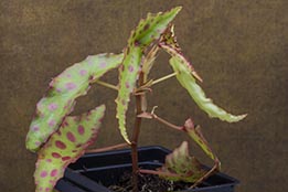 Terrestrial Plants