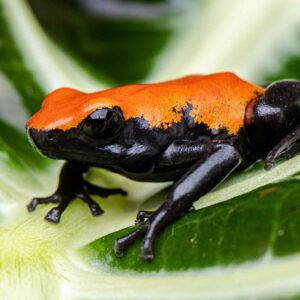 Orange form adelphobates galactonotus juvenile product image