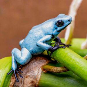Solid Blue  A. galactonotus Large Juveniles