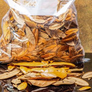 Leaf Litter, Live Oak