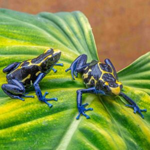 Kaw Mountain Dwarf Cobalt tinctorius Sexed Pairs