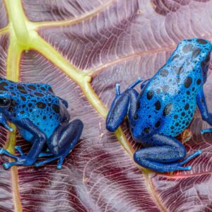 Dendrobates tinctorius "Azureus" Proven Pair (Pair B)